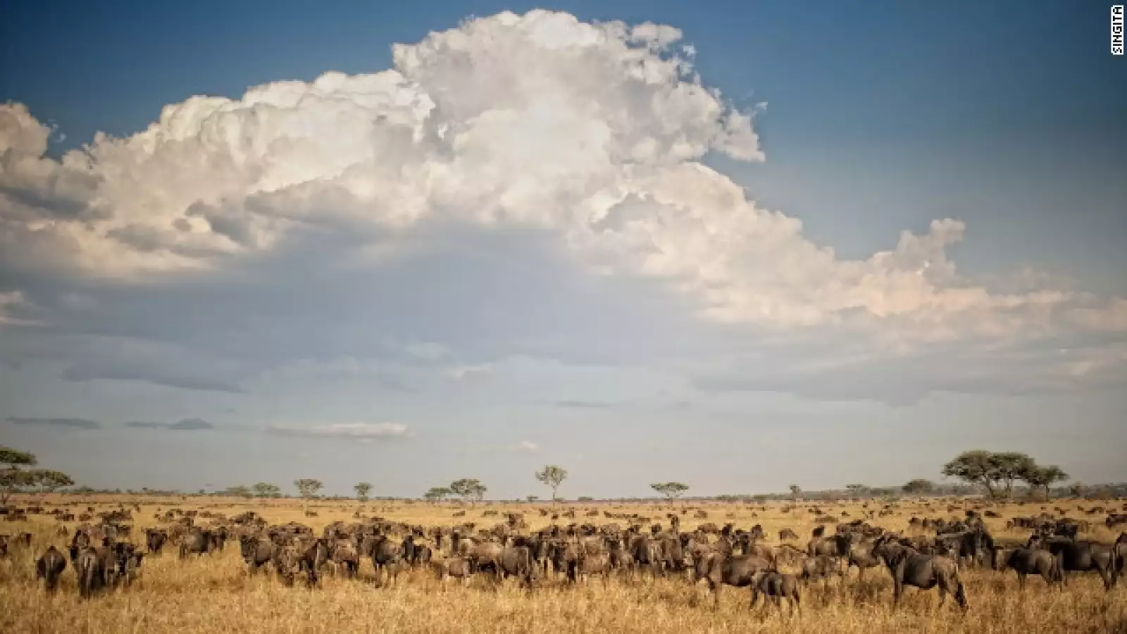 gran migración africa oriental