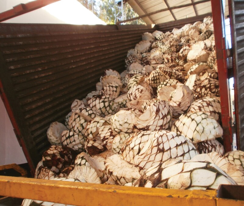 Se verifica que el agave pertenezca a la variedad azul, que est� maduro y libre de plagas