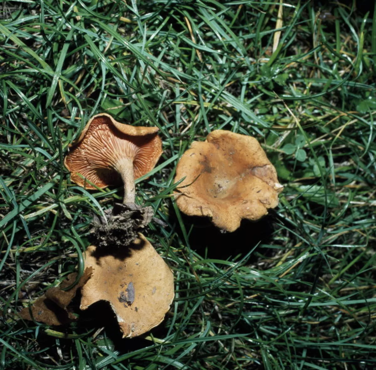 Reishi 