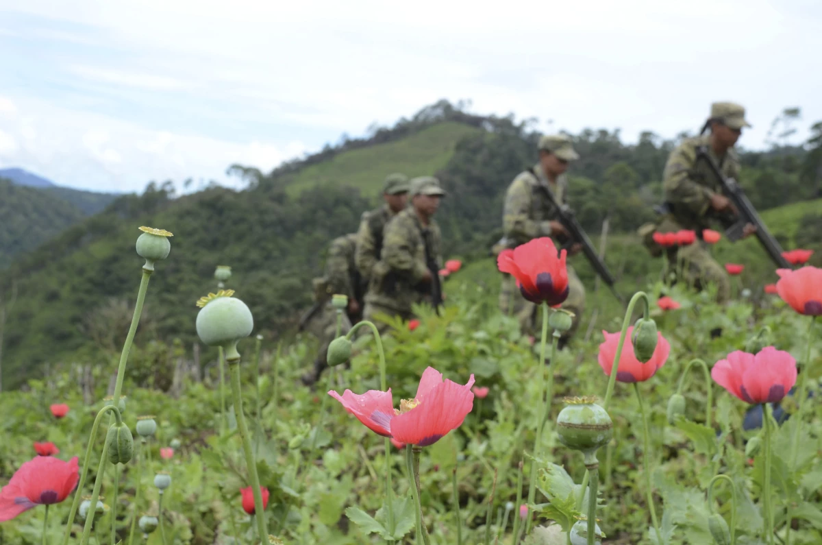 Elementos del Ejército mexicano destruyen plantas de amapola en la sierra de Guerrero.