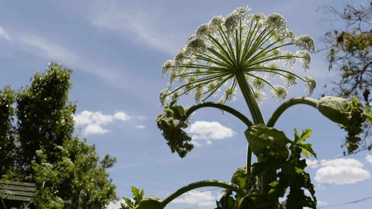 perejil gigante