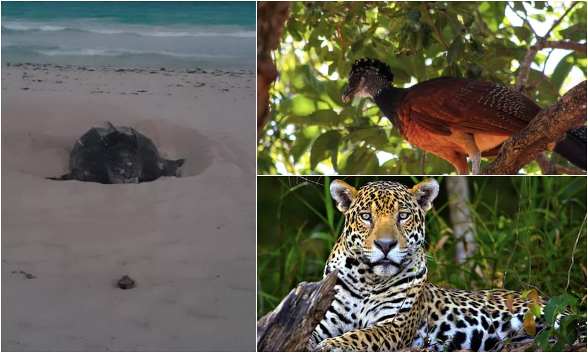 animales-en-riesgo-quintana-roo.jpg