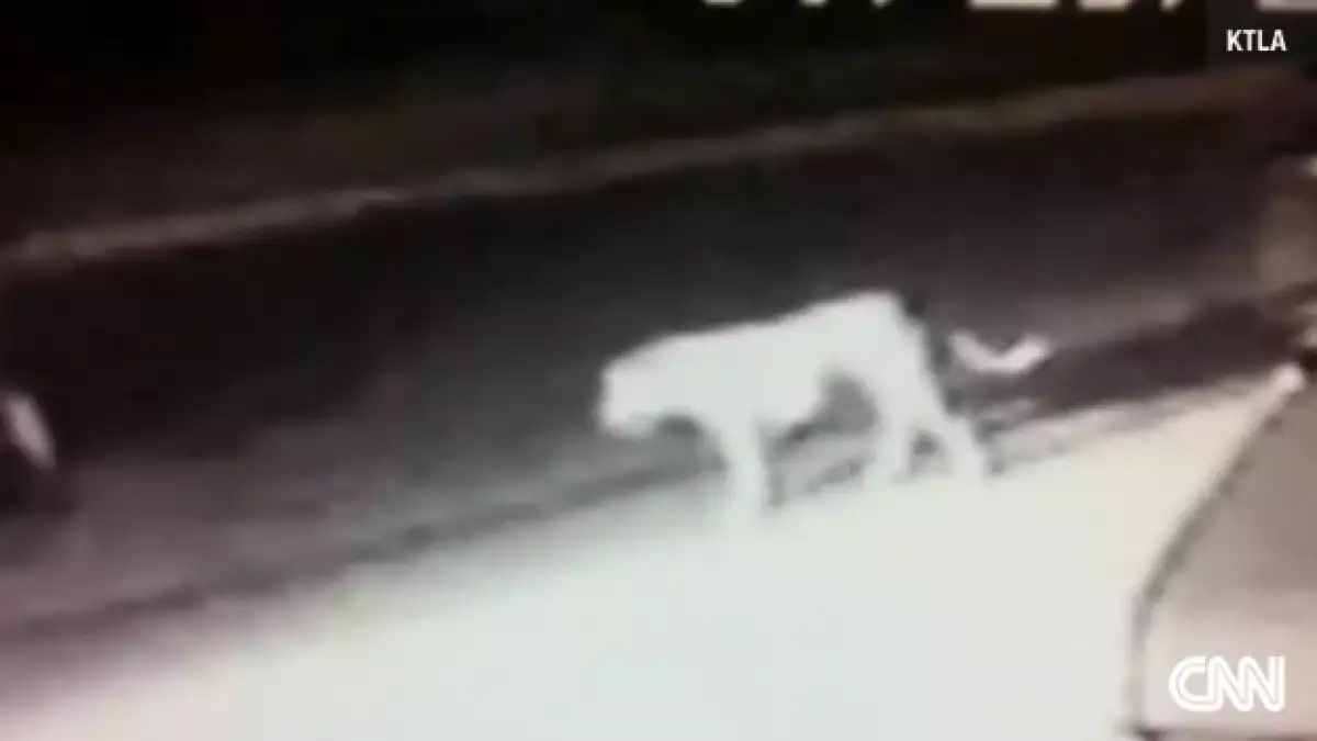 El animal que fue captado por un video de circuito cerrado, rondando las calles de Norwalk, California