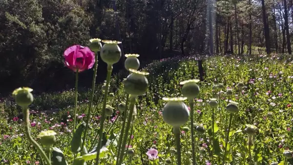Amapola