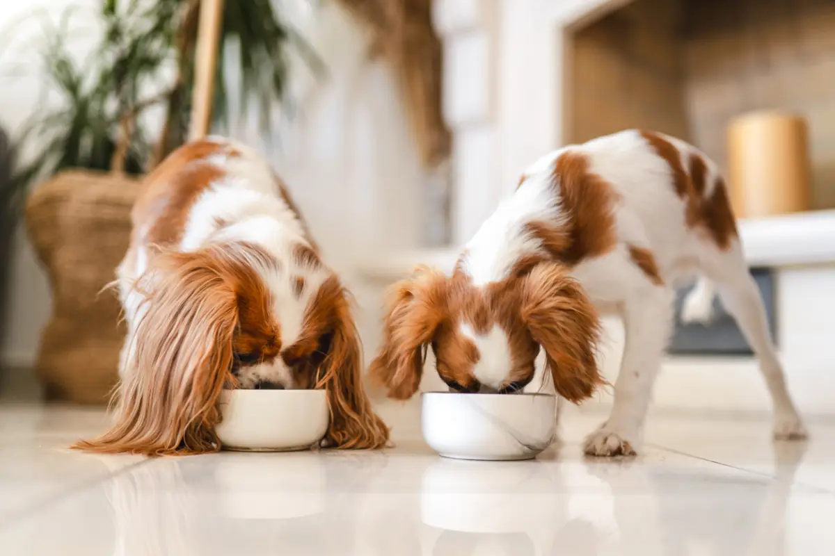 La dueña de Huevo San Juan ya no compite solo por el desayuno: ahora va por el mercado premium de mascotas
