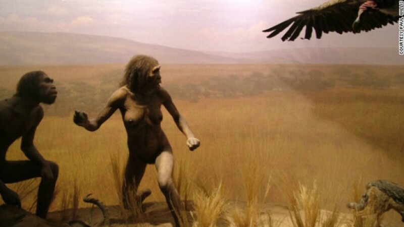 diorama museo historia natural NY