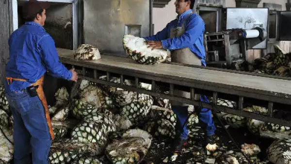 producci�n de tequila