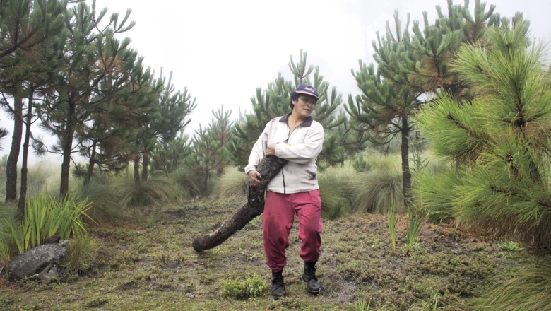 Recuperar los bosques para vivir