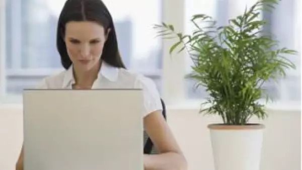 computadora oficina planta verde empleo