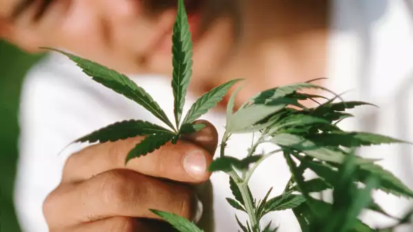 Uso medicinal