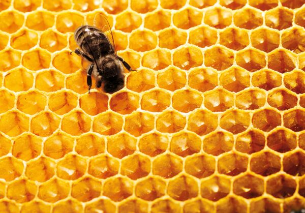 abejas-guerlain-día mundial-miel-skincare-iniciativas-bees-2.jpg
