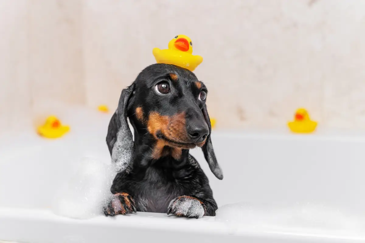 cuando-bañar-perro