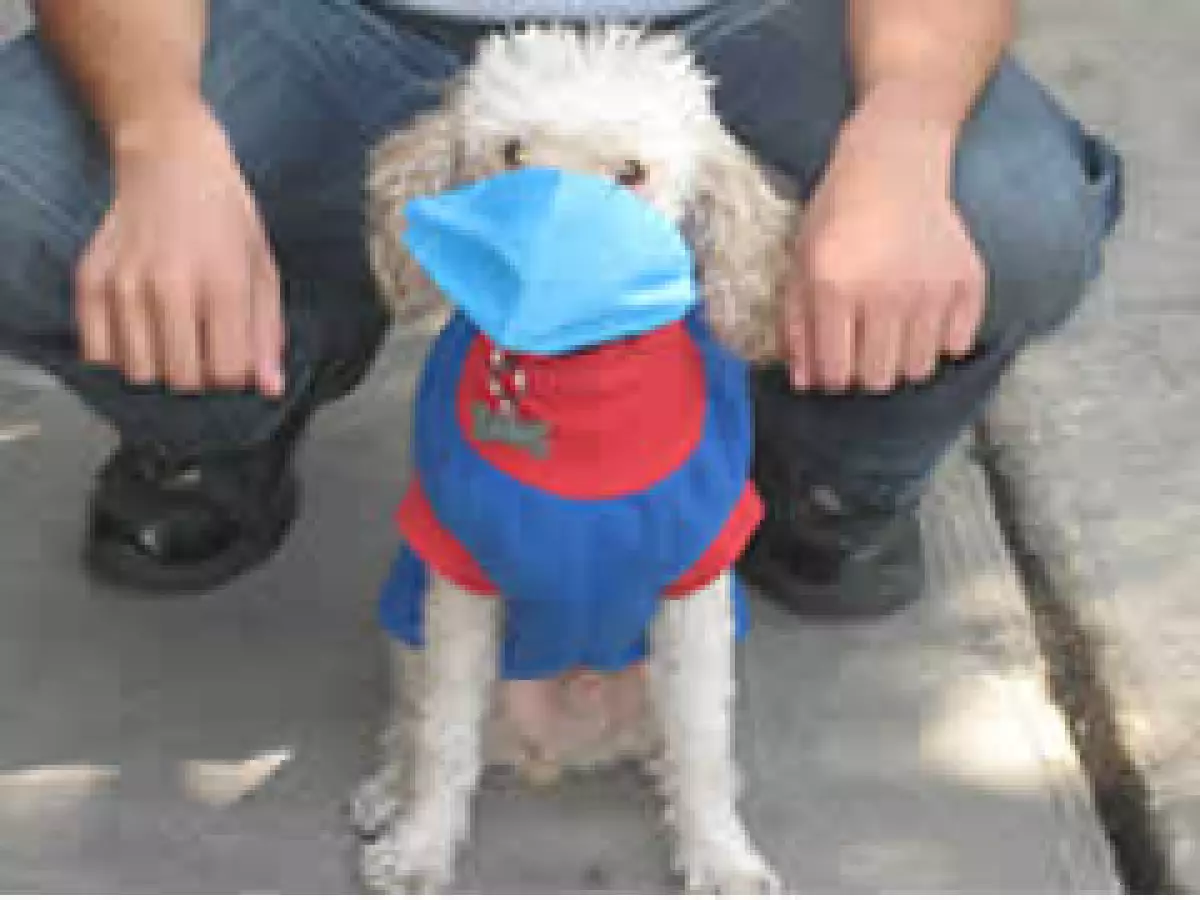 Los perros y gatos no se contagian del virus de la influenza. (Foto: Verónica Galán)
