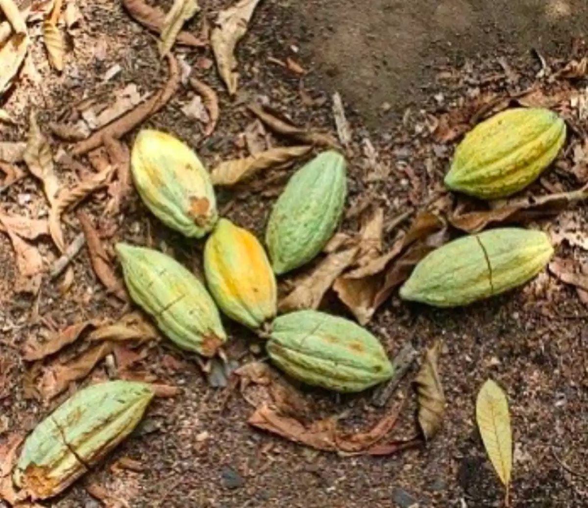 Cacao chiapaneco sostenible