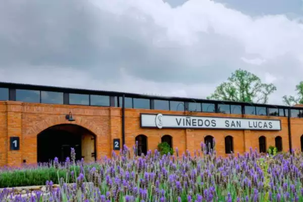 Viñedos en San Miguel de Allende