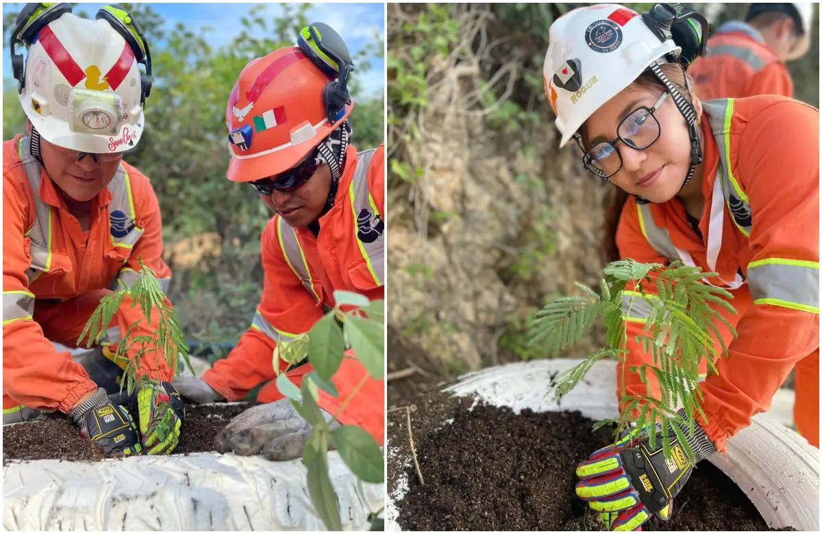 Programa de reforestación
