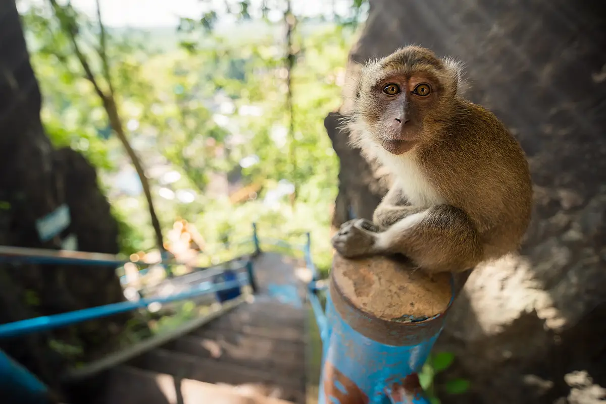 monos-experimentos-