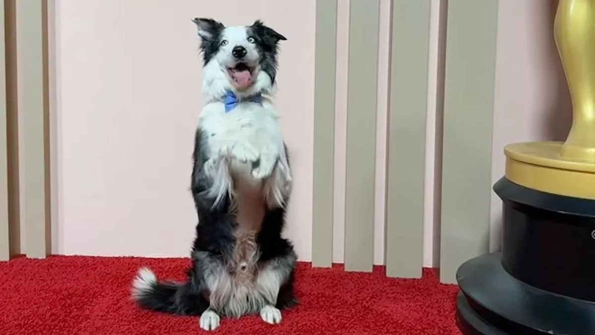 Messi, el perrito de 'Anatomía de una caída' se roba el show en un evento de los Oscar