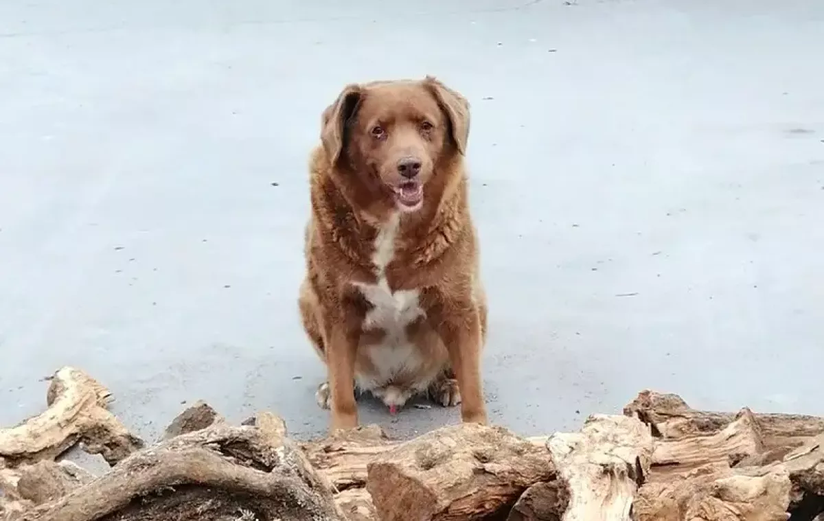 bobi-perrito-lonjevo