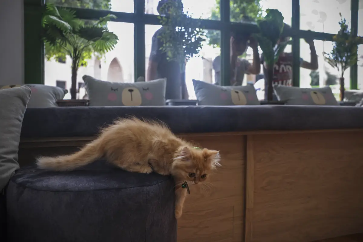 cafeteria-gatos-gaza