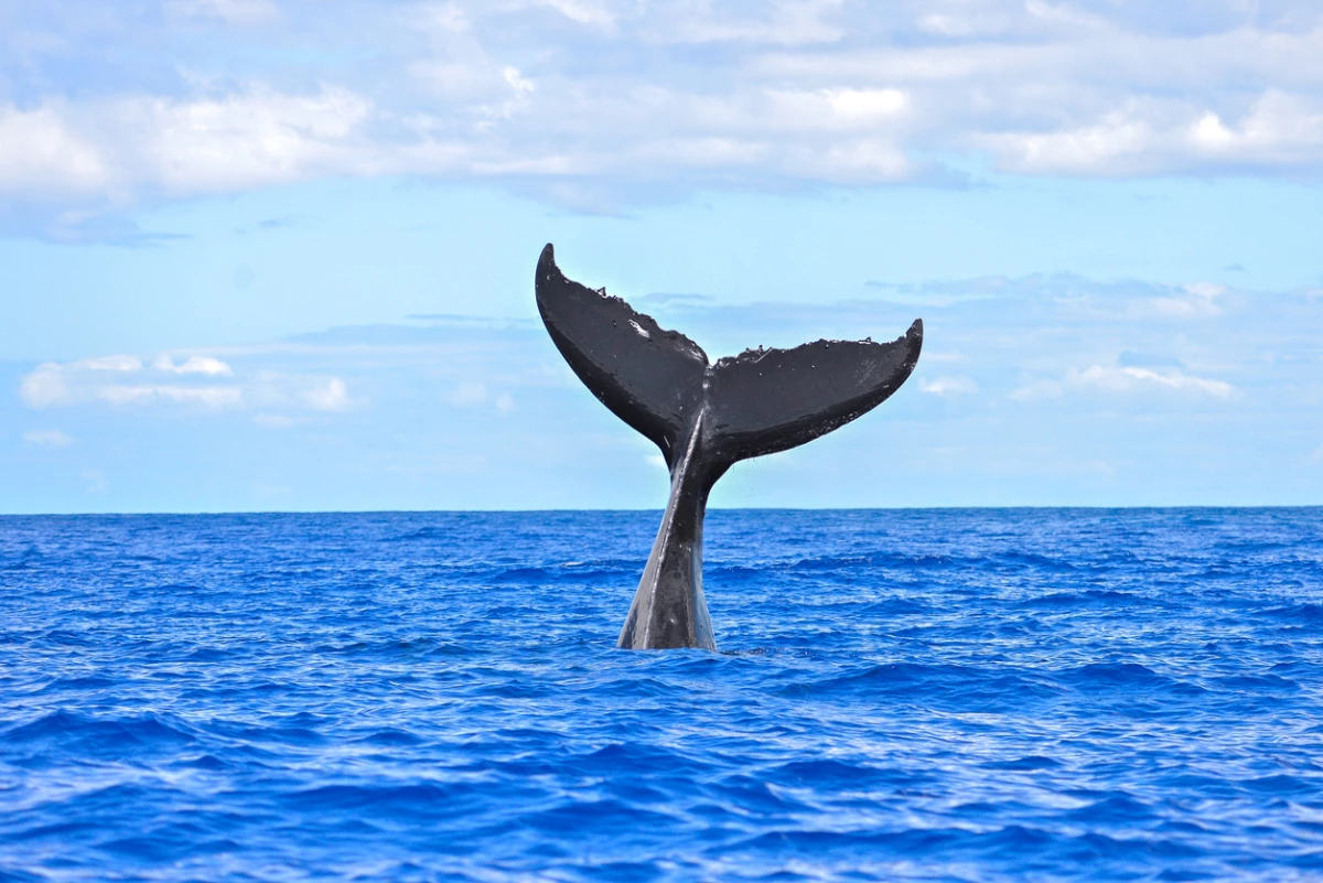 No es poco común encontrar diferentes tipos de ballenas. (Foto: Stock.xchng)
