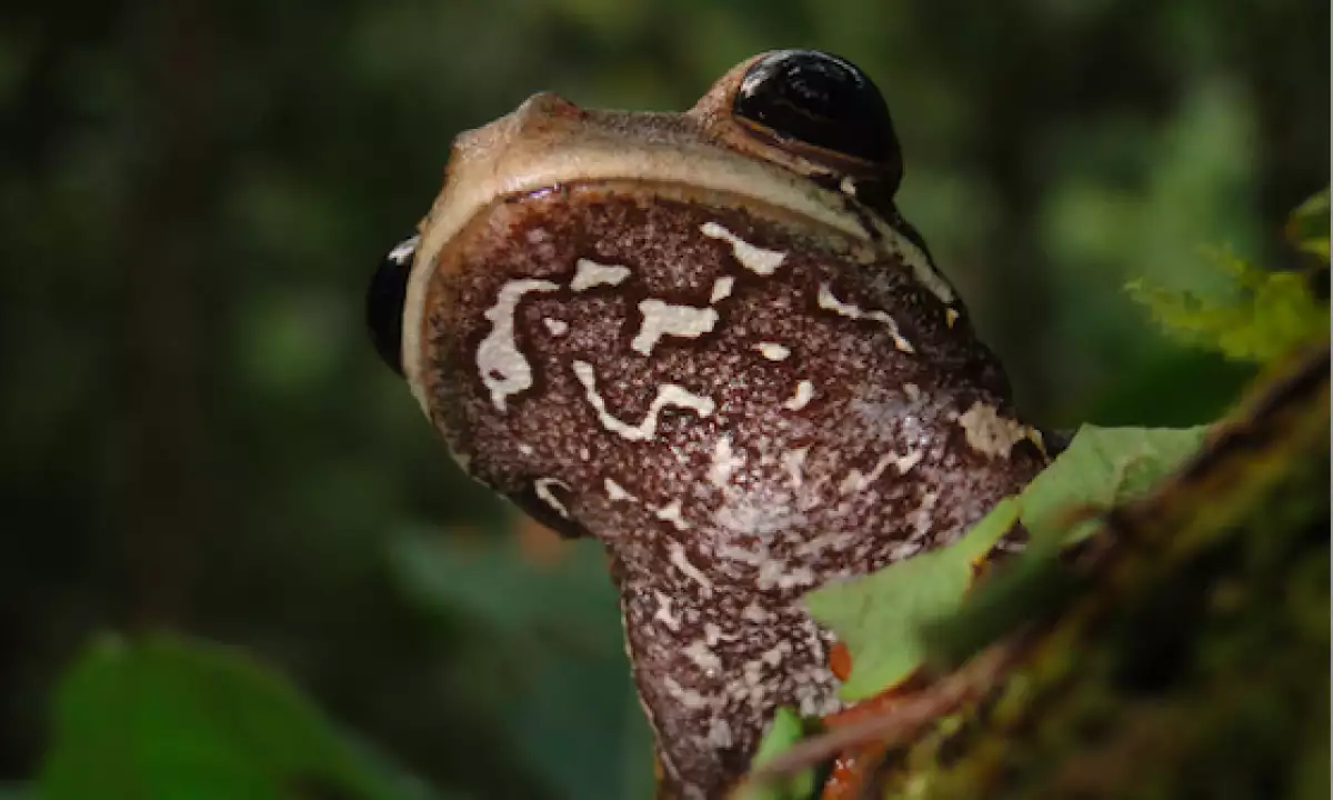 nueva-especie-rana-peru
