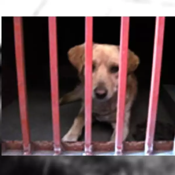 perros iztapalapa 7