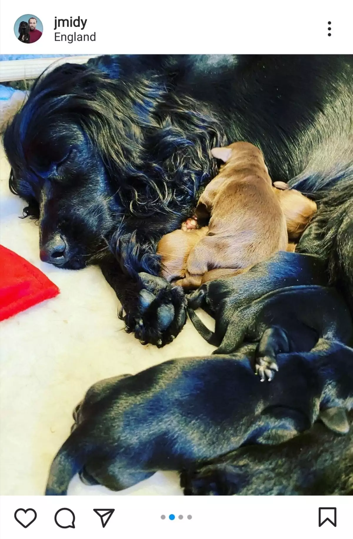 Luna y sus cachorros