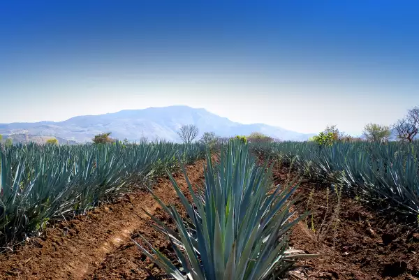 Agave caro. 
