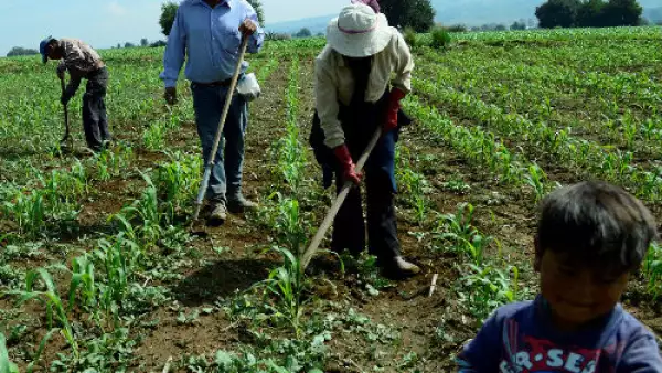 campo mexicano