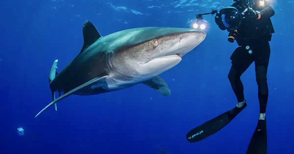 Predator fotoğrafçısı, iyi bir kameradan daha fazlasını talep eden bir yarış