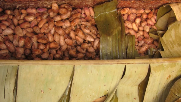 El sabor comienza con la fermentaci�n, que se produce en la finca inmediatamente despu�s de la cosecha