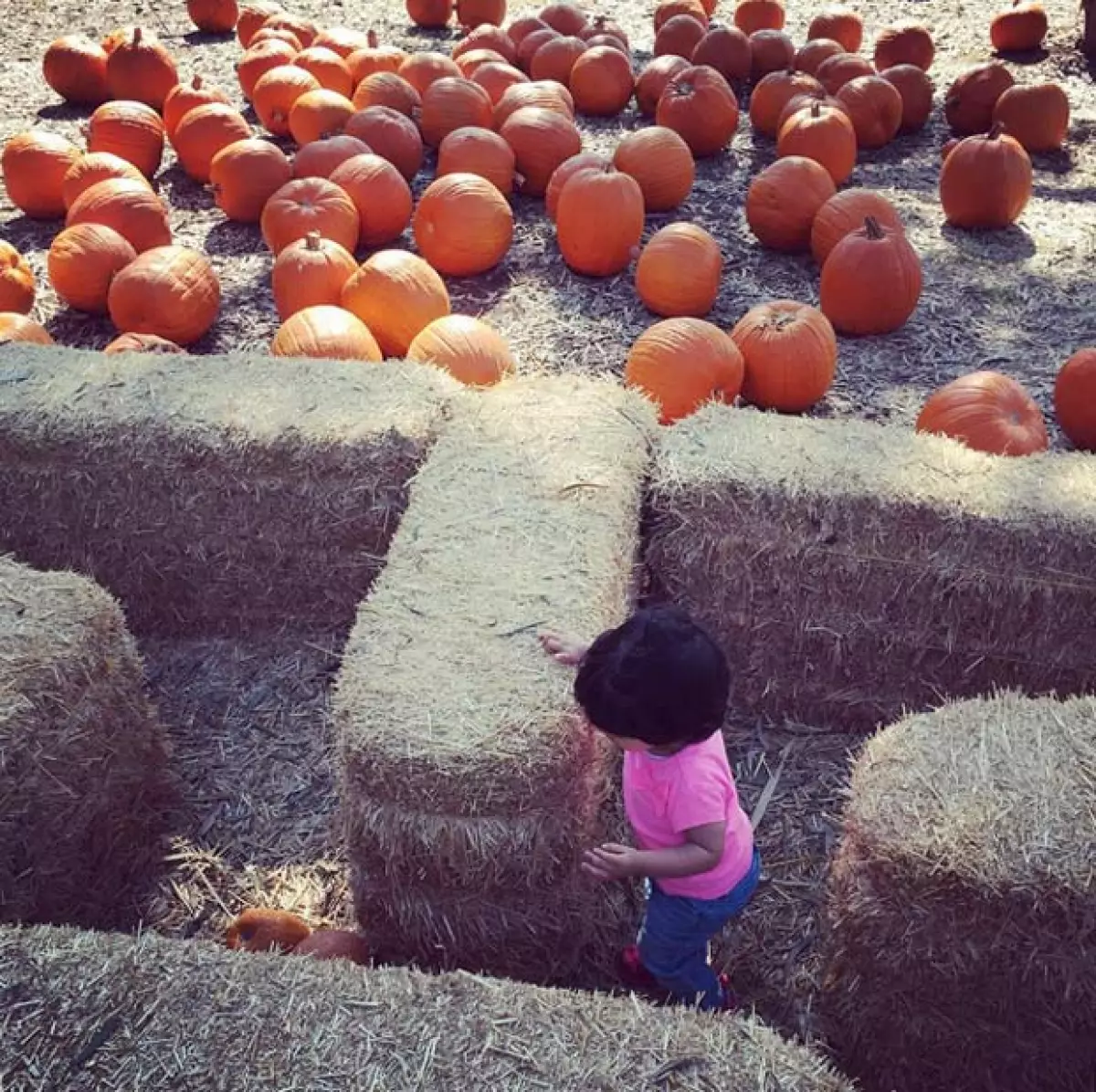 Parece que Aitana se metió a un pequeño laberinto de pacas de paja en su búsqueda para encontrar la mejor calabaza,