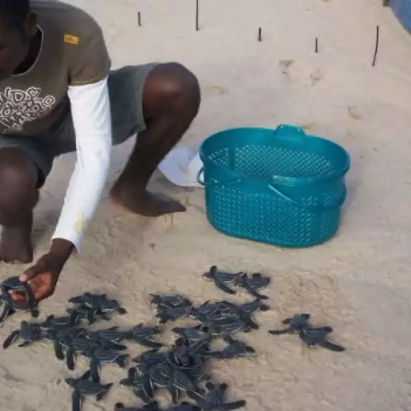 tortugas baula gabon 06