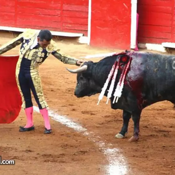 toros 1 fecha