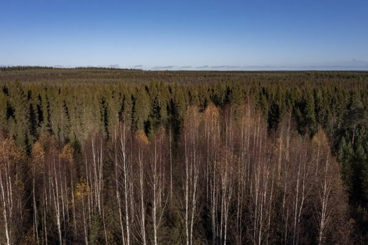 En esta foto de vista aérea tomada el 6 de octubre de 2022 muestra el bosque boreal sobre el círculo ártico en Lapland, Finlandia. 