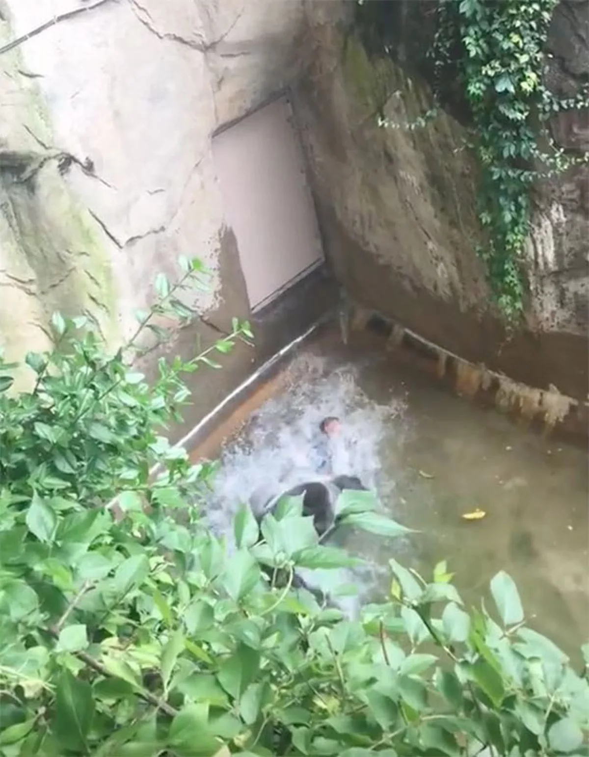 Una grabación en la que se ve cómo un niño es “protegido” por uno de los animales del zoológico de Cincinnati, Ohio, ha comenzado a circular por Internet causando conmoción.