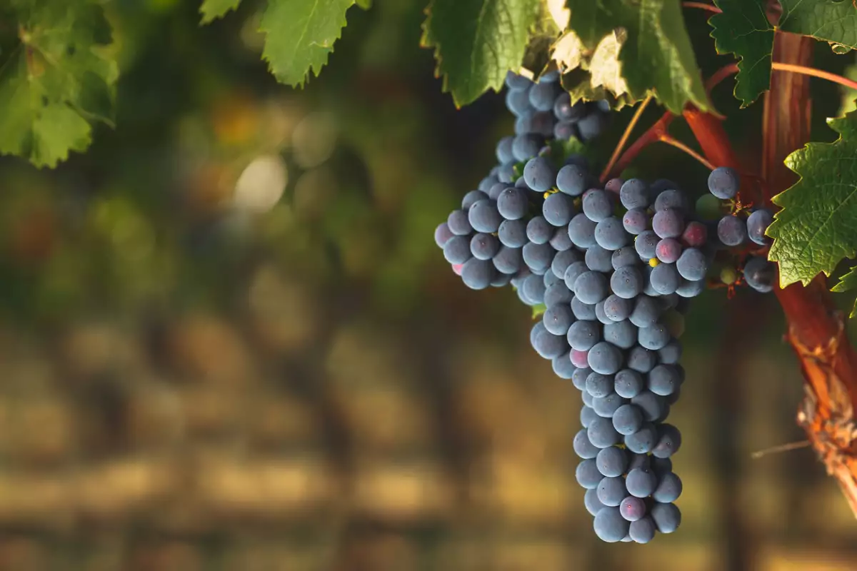 cabernet sauvignon uvas