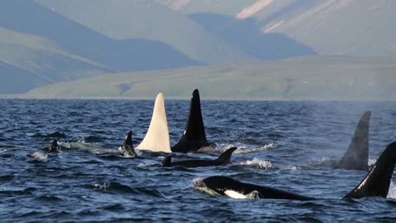 ballena asesina albina