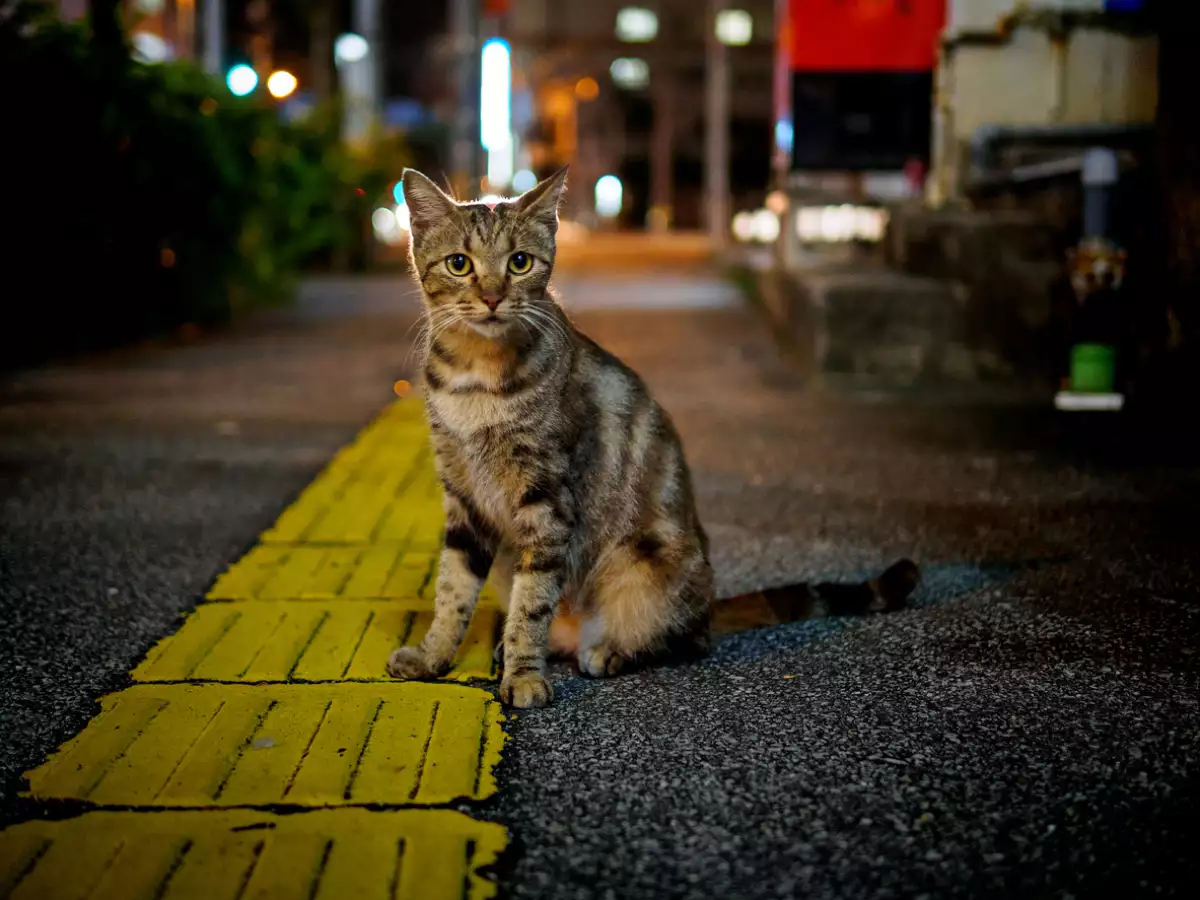 gato
