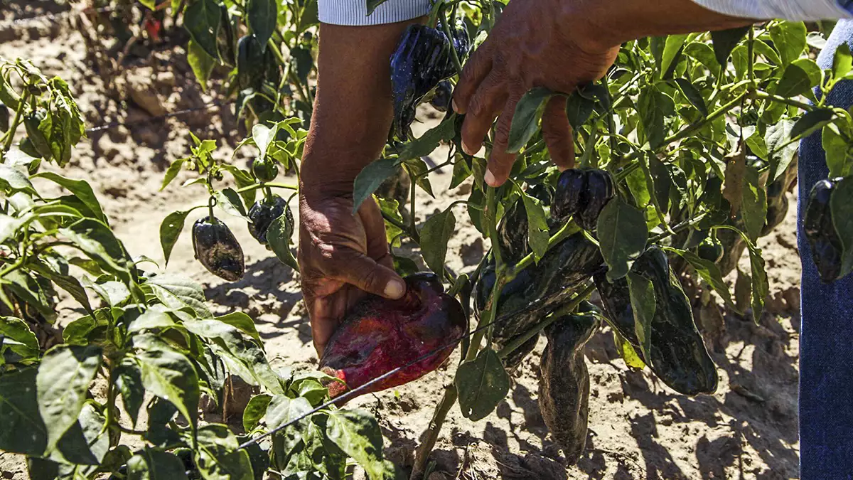 ¡Más picante!