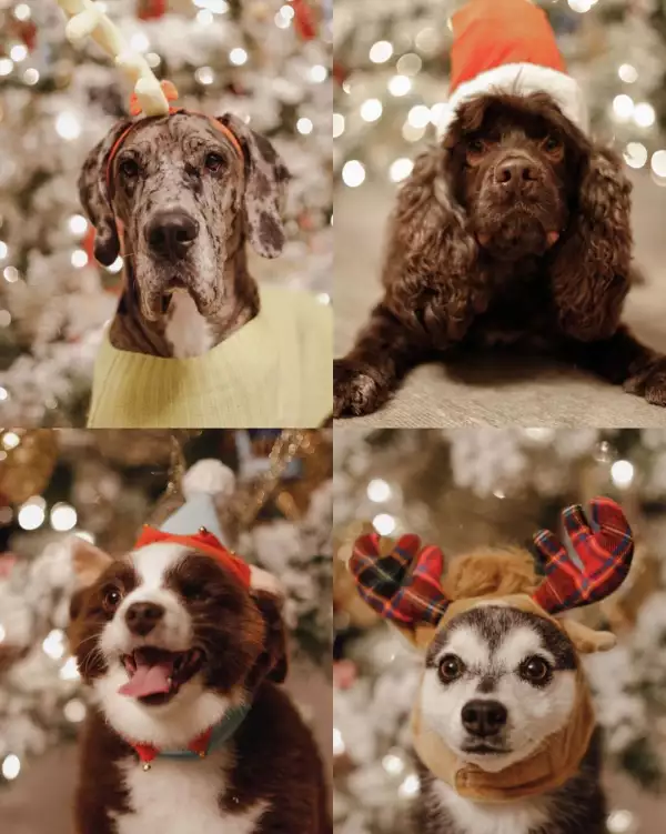 paulina-peña-perros