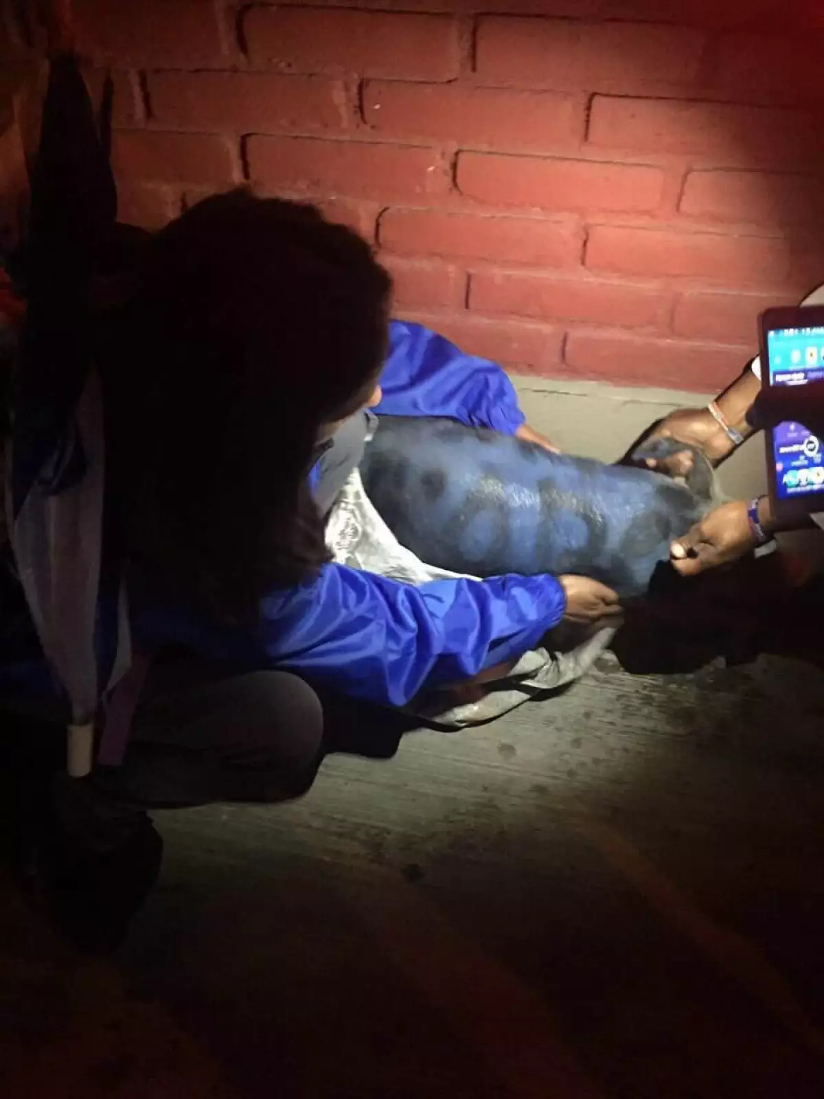 Afuera del recinto donde los candidatos debatían, simpatizantes se atacaron hasta con puercos pintados de azul. 