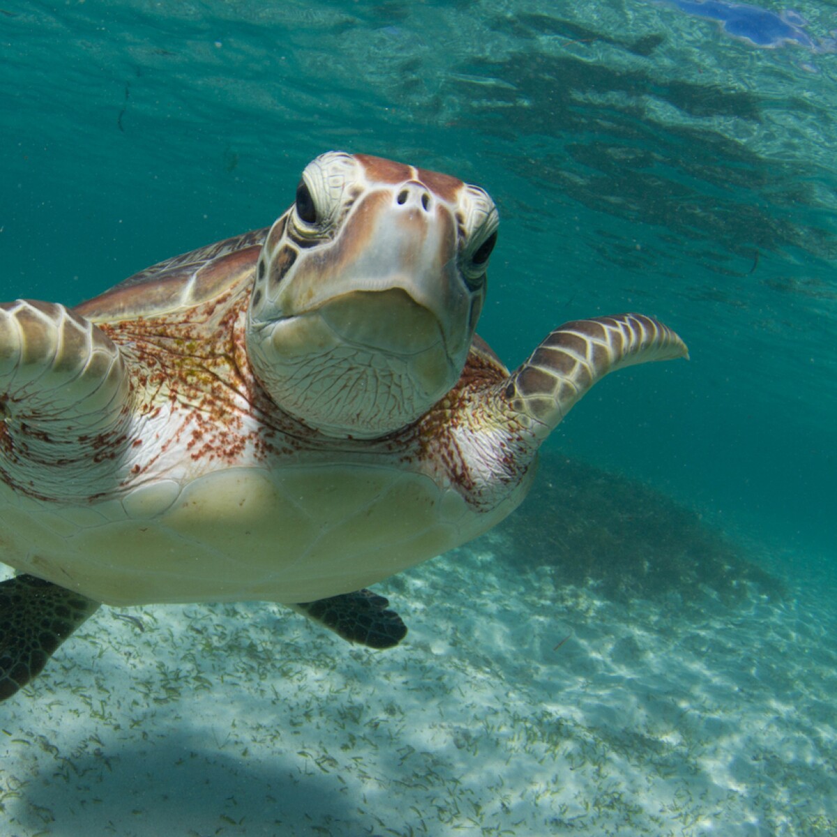 Tortuga mutilada se convierte en 'embajadora' de un programa de ...