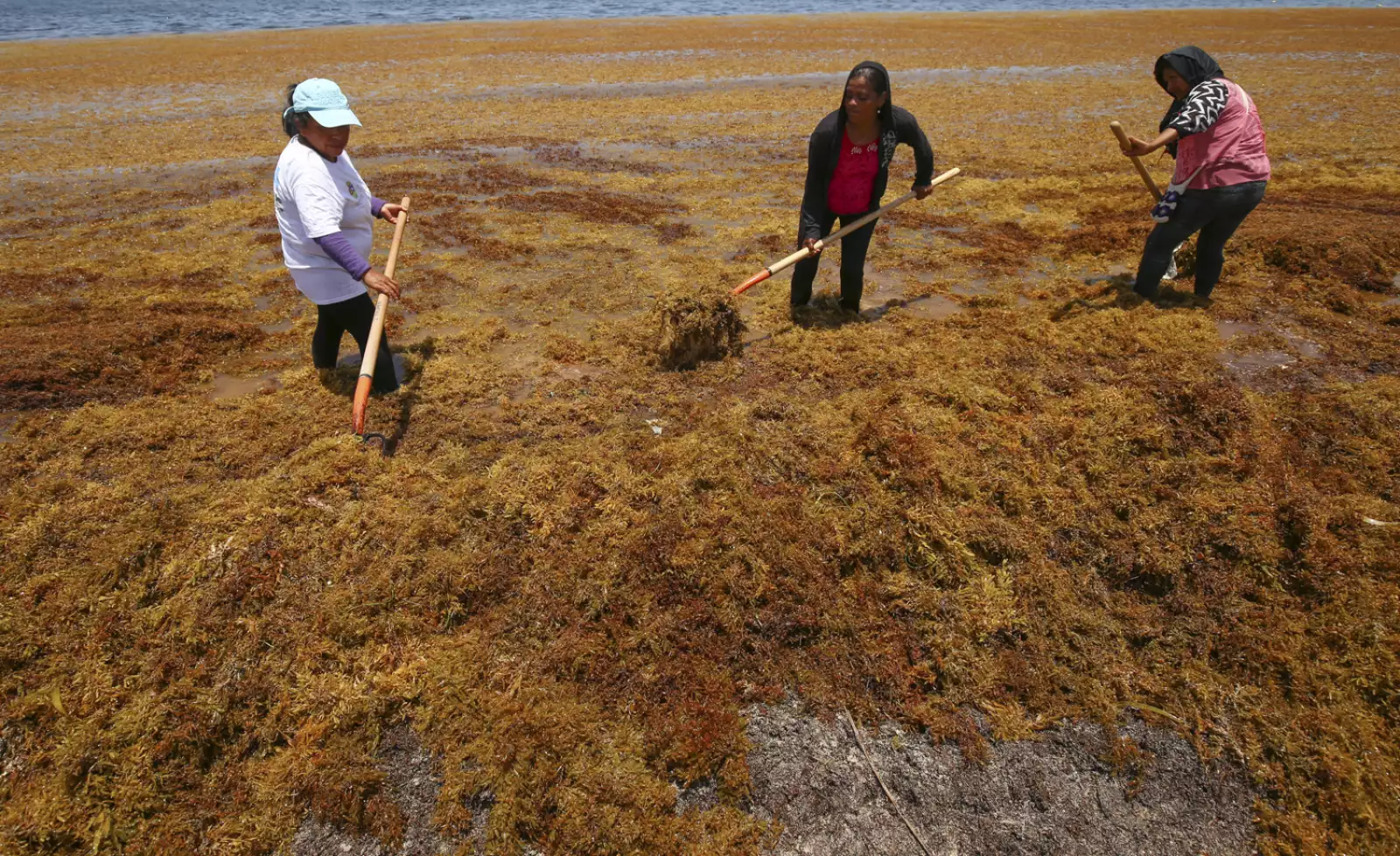Sargazo Playas