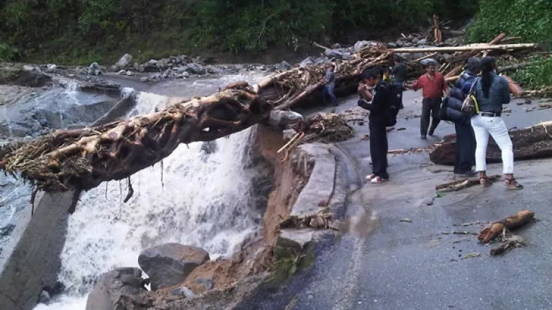 arbol derrumbado por el huracan carlotta