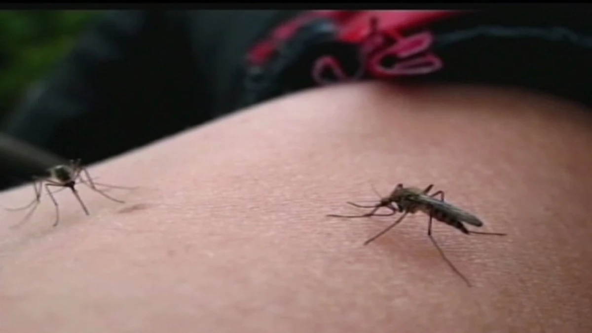 chikungunya