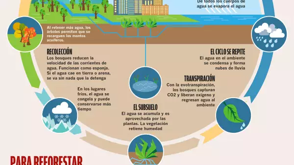 Reforestación es agua