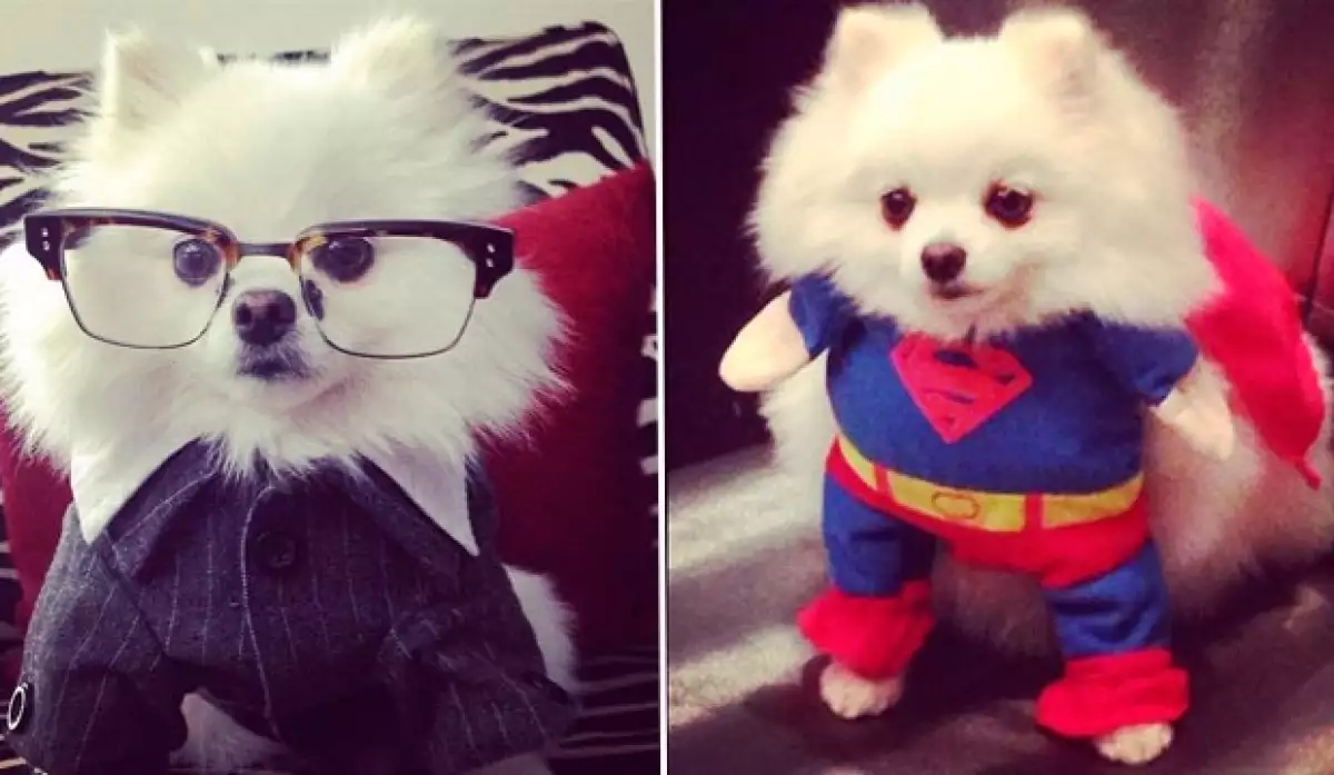 A la conductora le encanta disfrazar a su mascota. Foto: Instagram/MontserratOliver)