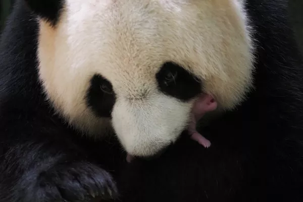 Zoológico de Francia Pandas
